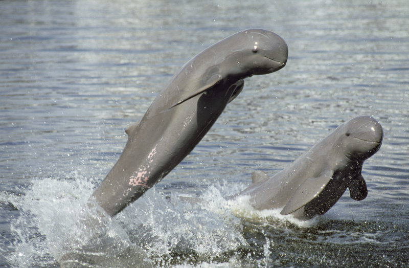 Dolphin